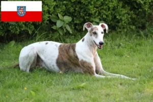 Read more about the article Thüringen’deki Magyar Agar yetiştiricileri ve köpek yavruları