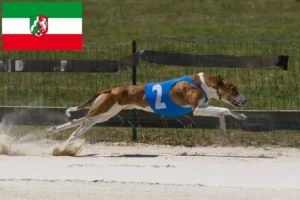 Read more about the article Kuzey Ren-Vestfalya’daki Magyar Agar yetiştiricileri ve köpek yavruları