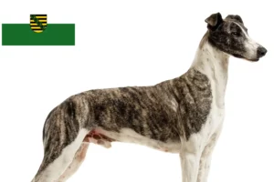 Read more about the article Saksonya’daki Magyar Agar yetiştiricileri ve köpek yavruları