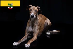Read more about the article Saksonya-Anhalt’daki Magyar Agar yetiştiricileri ve köpek yavruları