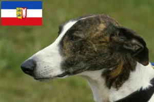 Read more about the article Schleswig-Holstein’da Magyar Agar yetiştiricileri ve köpek yavruları