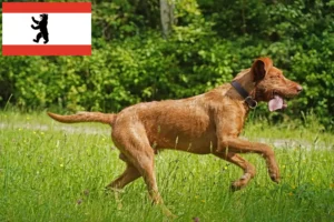 Read more about the article Berlin’de Magyar Vizsla yetiştiricileri ve yavru köpekler