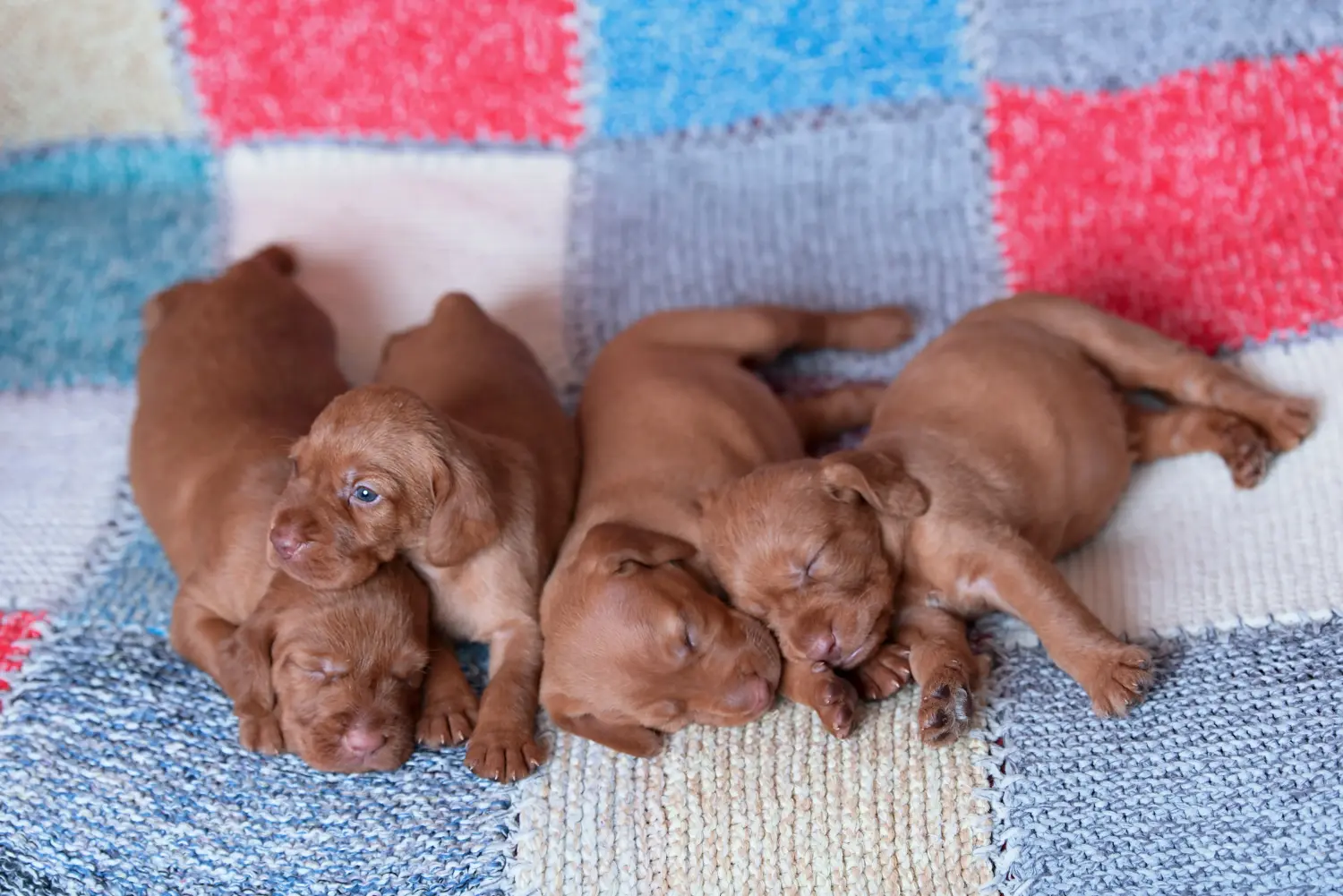 Bir Magyar Vizsla yavrusu satın almak sorumluluk almak demektir! Magyar Vizsla yavru köpekleri satın alın.