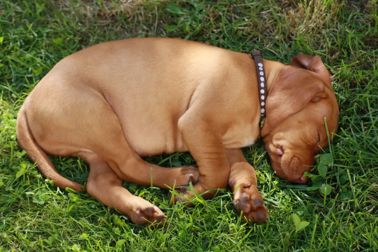 Bir Magyar Vizsla yavrusu satın almak sorumluluk almak demektir! Magyar Vizsla yavru köpekleri satın alın.