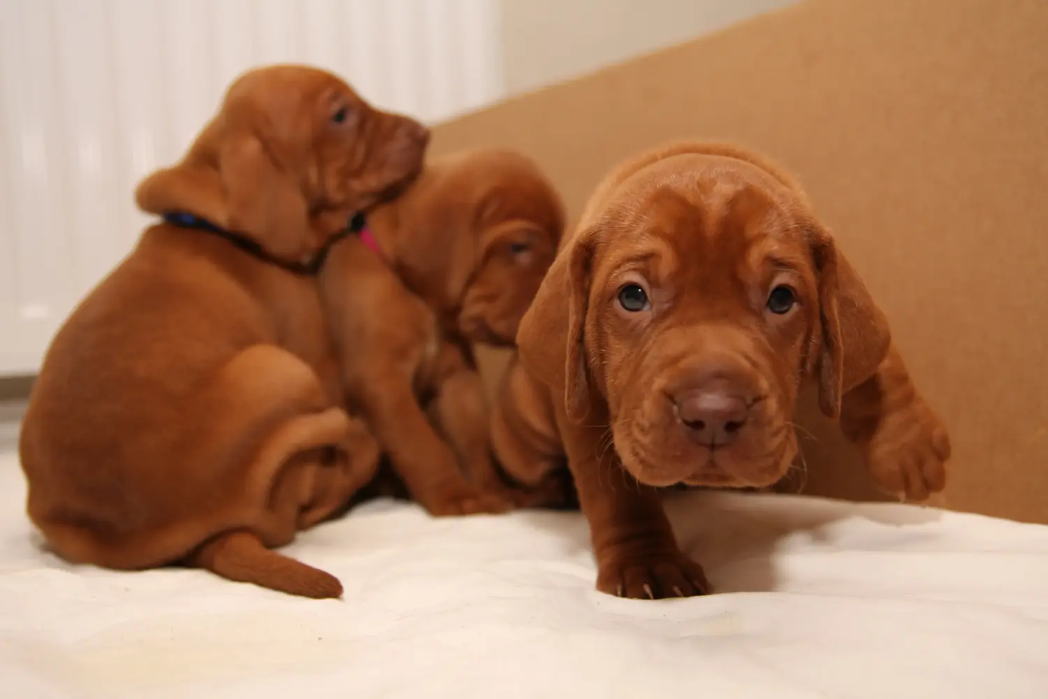 Bir Magyar Vizsla yavrusu satın almak sorumluluk almak demektir! Magyar Vizsla yavru köpekleri satın alın.