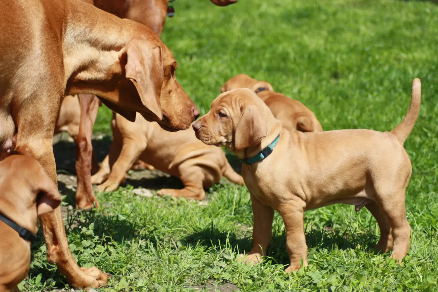 Bir Magyar Vizsla yavrusu satın almak sorumluluk almak demektir! Magyar Vizsla yavru köpekleri satın alın.