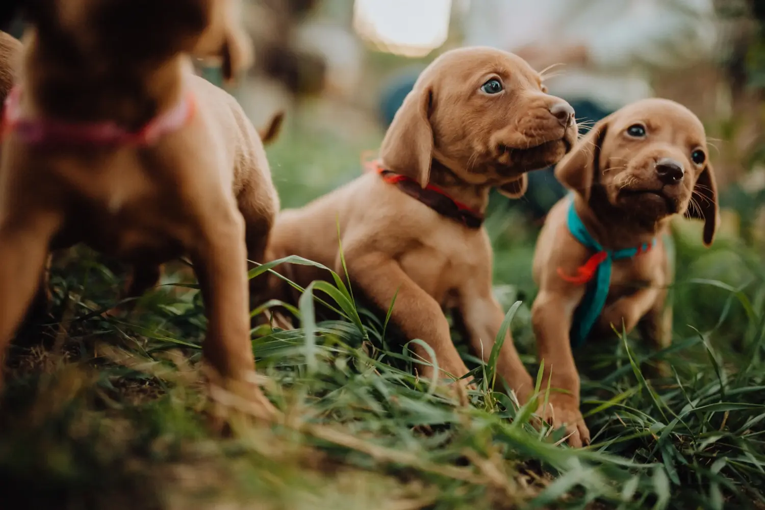 Bir Magyar Vizsla yavrusu satın almak sorumluluk almak demektir! Magyar Vizsla yavru köpekleri satın alın.