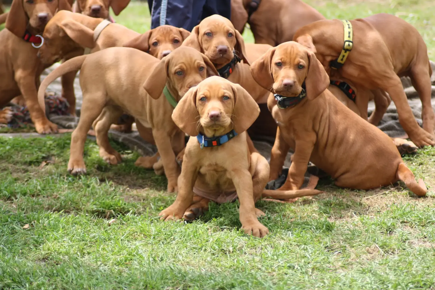 Bir Magyar Vizsla yavrusu satın almak sorumluluk almak demektir! Magyar Vizsla yavru köpekleri satın alın.