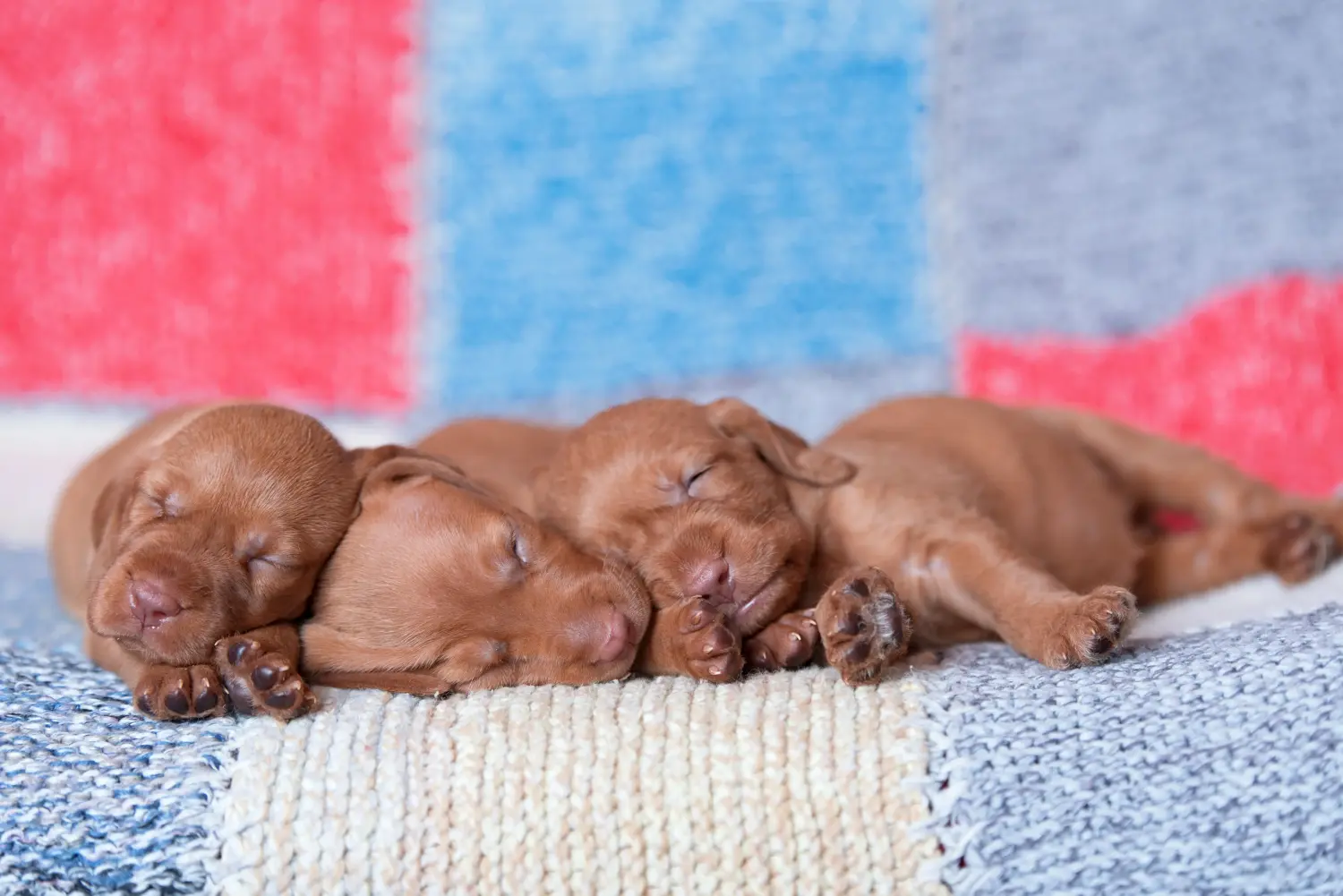 Bir Magyar Vizsla yavrusu satın almak sorumluluk almak demektir! Magyar Vizsla yavru köpekleri satın alın.
