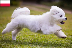 Read more about the article Polonya’da Maltese yetiştiricileri ve köpek yavruları