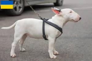 Read more about the article Ukrayna’da Minyatür Bull Terrier yetiştiricileri ve köpek yavruları