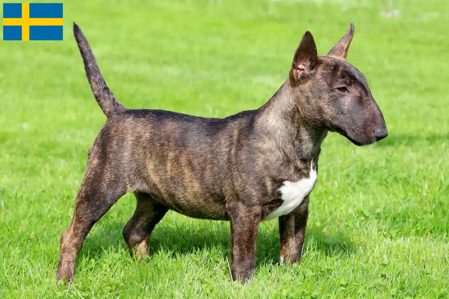 Read more about the article İsveç’te Minyatür Bull Terrier yetiştiricileri ve köpek yavruları