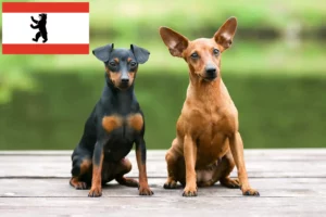 Read more about the article Berlin’de Minyatür Pinscher yetiştiricisi ve köpek yavruları