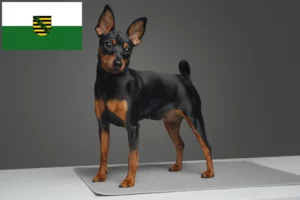 Read more about the article Saksonya’da Minyatür Pinscher yetiştiricileri ve köpek yavruları