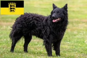 Read more about the article Baden-Württemberg’de Mudi yetiştiricileri ve köpek yavruları