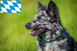 Read more about the article Bavyera’da Mudi yetiştiricileri ve köpek yavruları