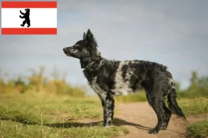 Read more about the article Berlin’de Mudi yetiştiricisi ve yavru köpekler