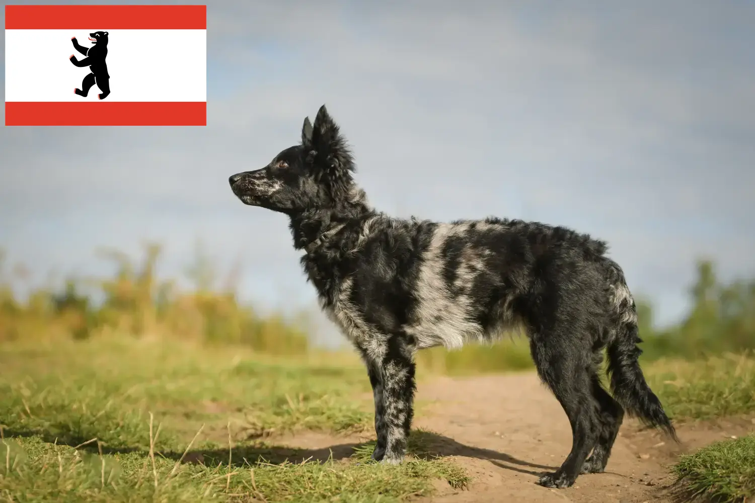 Read more about the article Berlin’de Mudi yetiştiricisi ve yavru köpekler