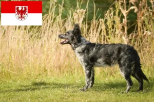 Read more about the article Brandenburg’da Mudi yetiştiricileri ve köpek yavruları