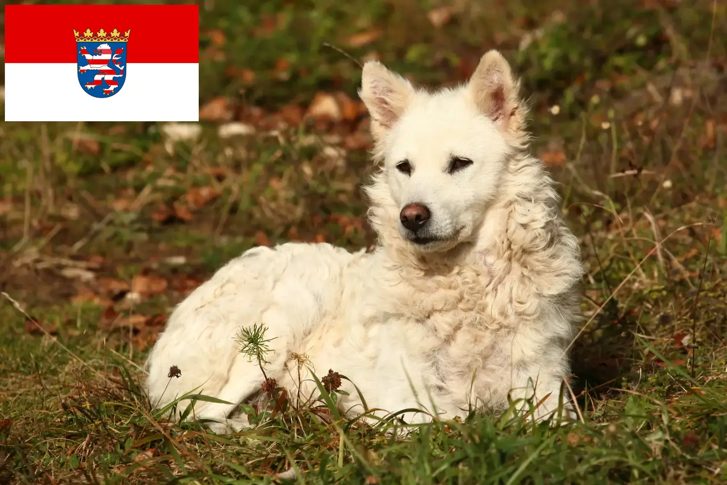 Read more about the article Hessen’de Mudi yetiştiricileri ve köpek yavruları