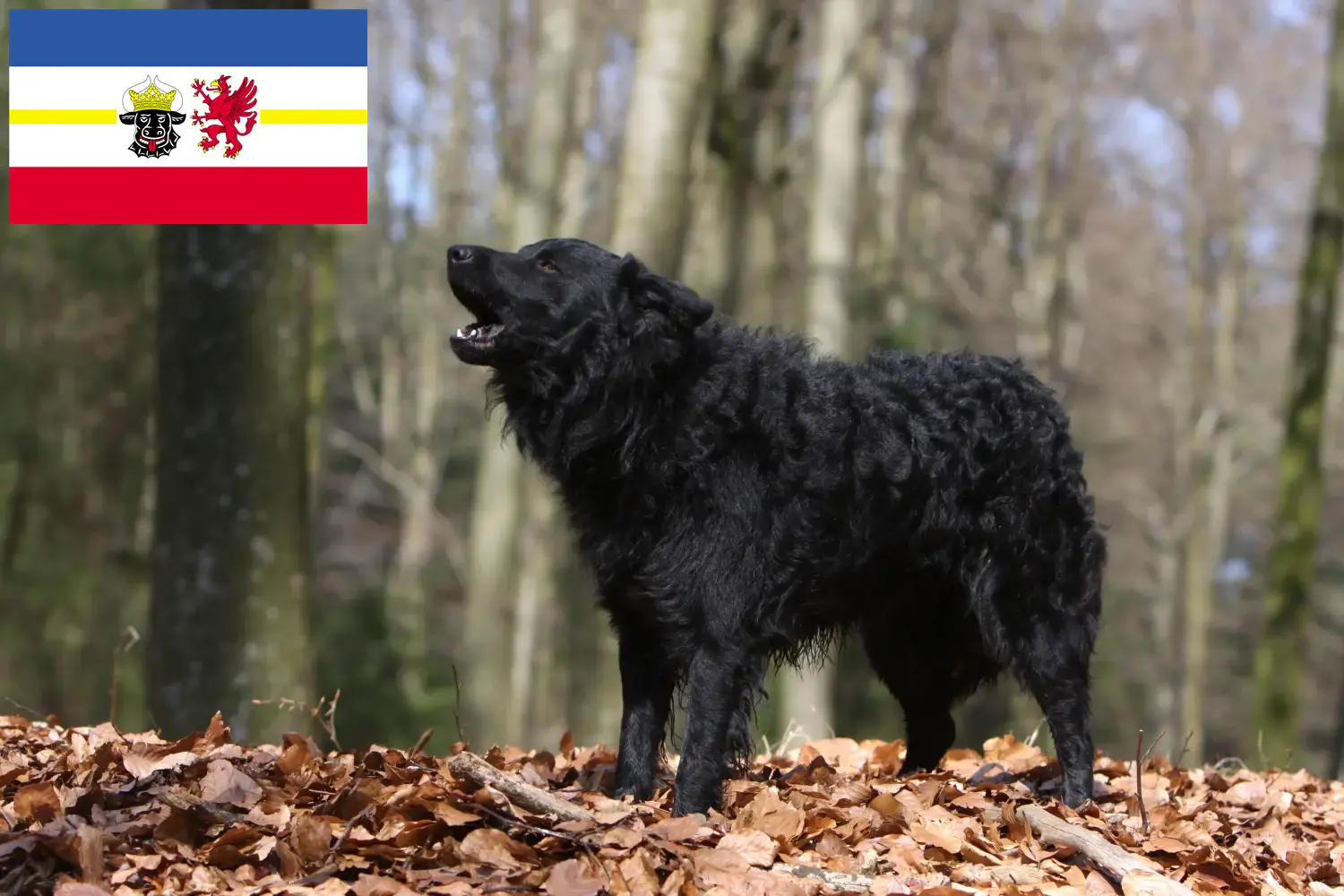 Read more about the article Mecklenburg-Vorpommern’de Mudi yetiştiricileri ve köpek yavruları