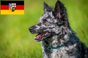 Read more about the article Saarland’da Mudi yetiştiricileri ve köpek yavruları