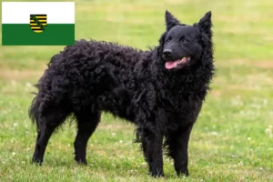 Read more about the article Saksonya’da Mudi yetiştiricileri ve köpek yavruları