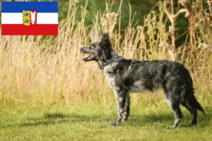 Read more about the article Schleswig-Holstein’da Mudi yetiştiricileri ve köpek yavruları