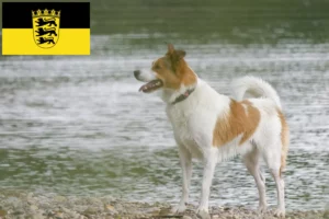 Read more about the article Baden-Württemberg’de Norrbottenspitz yetiştiricileri ve köpek yavruları