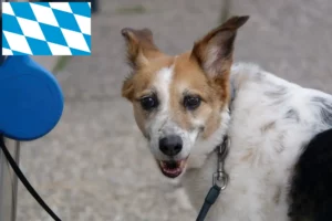 Read more about the article Bavyera’da Norrbottenspitz yetiştiricileri ve köpek yavruları