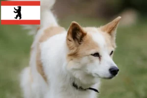 Read more about the article Berlin’de Norrbottenspitz yetiştiricileri ve köpek yavruları