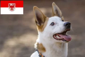 Read more about the article Brandenburg’da Norrbottenspitz yetiştiricileri ve köpek yavruları