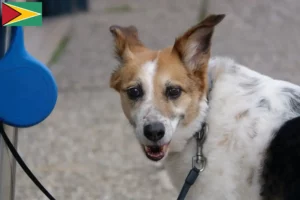 Read more about the article Guyana’da Norrbottenspitz yetiştiricileri ve köpek yavruları