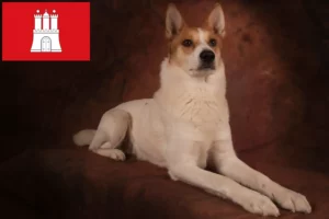 Read more about the article Hamburg’da Norrbottenspitz yetiştiricileri ve köpek yavruları