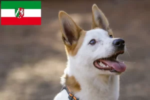 Read more about the article Kuzey Ren-Vestfalya’da Norrbottenspitz yetiştiricileri ve köpek yavruları