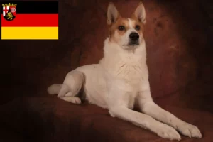 Read more about the article Rheinland-Pfalz’da Norrbottenspitz yetiştiricileri ve köpek yavruları
