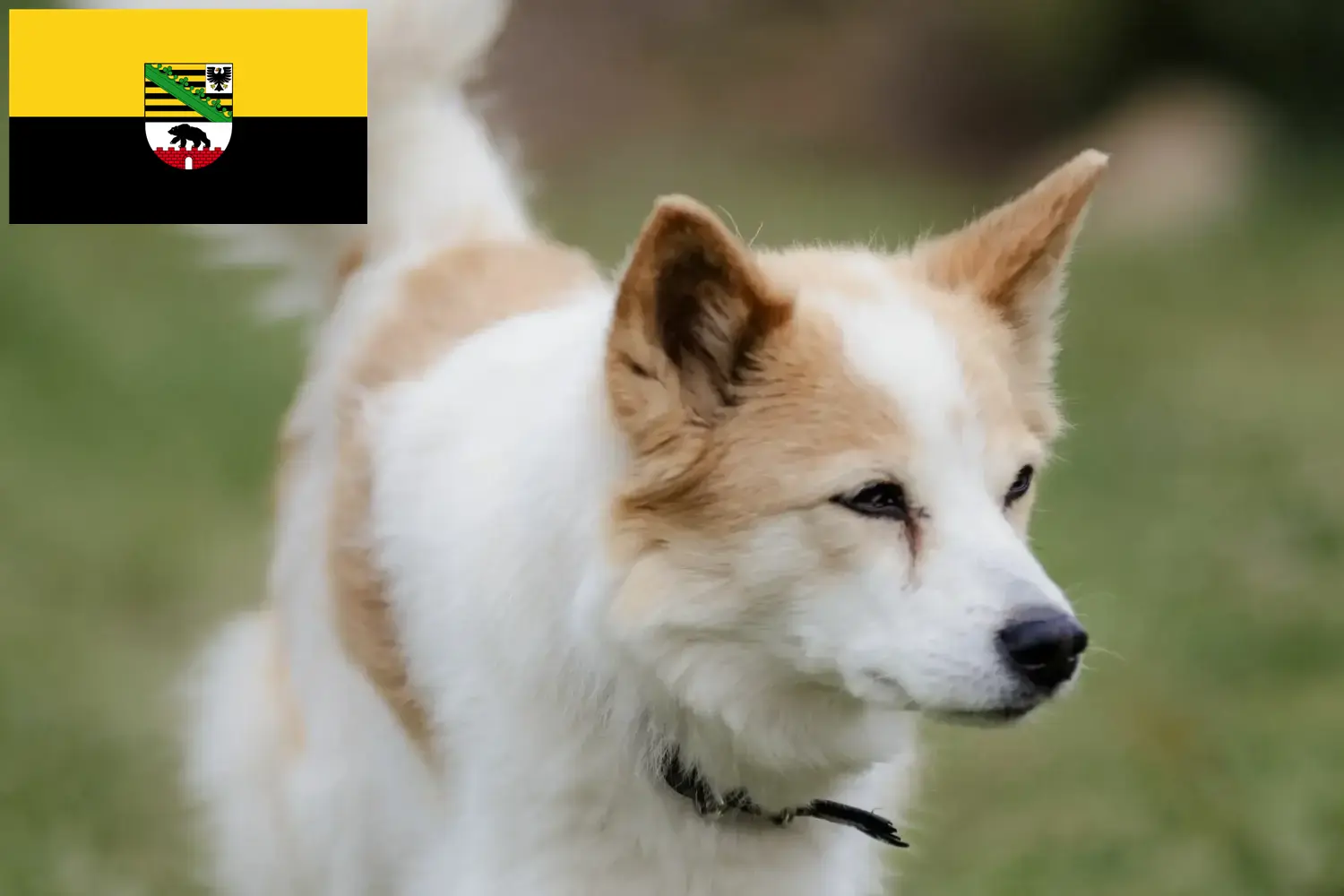 Read more about the article Saksonya-Anhalt’da Norrbottenspitz yetiştiricileri ve köpek yavruları