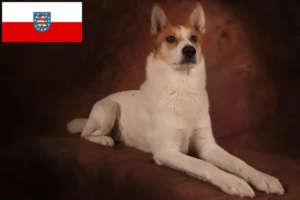 Read more about the article Thüringen’de Norrbottenspitz yetiştiricileri ve köpek yavruları