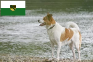 Read more about the article Saksonya’da Norrbottenspitz yetiştiricileri ve köpek yavruları