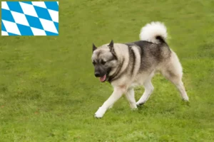 Read more about the article Bavyera’da Norveç Buhund yetiştiricileri ve köpek yavruları