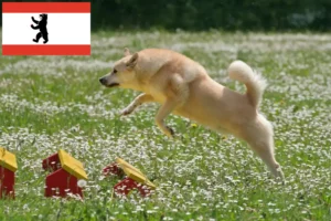 Read more about the article Berlin’de Norveç Buhund yetiştiricisi ve yavru köpekler