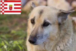 Read more about the article Bremen’de Norveç Buhund yetiştiricisi ve köpek yavruları