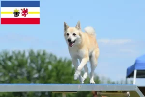 Read more about the article Mecklenburg-Vorpommern’de Norveçli Buhund yetiştiricileri ve köpek yavruları