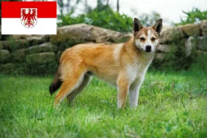 Read more about the article Brandenburg’da Norveçli Lundehund yetiştiricileri ve köpek yavruları
