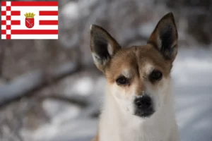 Read more about the article Bremen’de Norveçli Lundehund yetiştiricisi ve yavruları