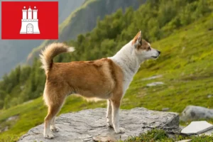 Read more about the article Hamburg’da Norveç Lundehund yetiştiricisi ve yavru köpekler