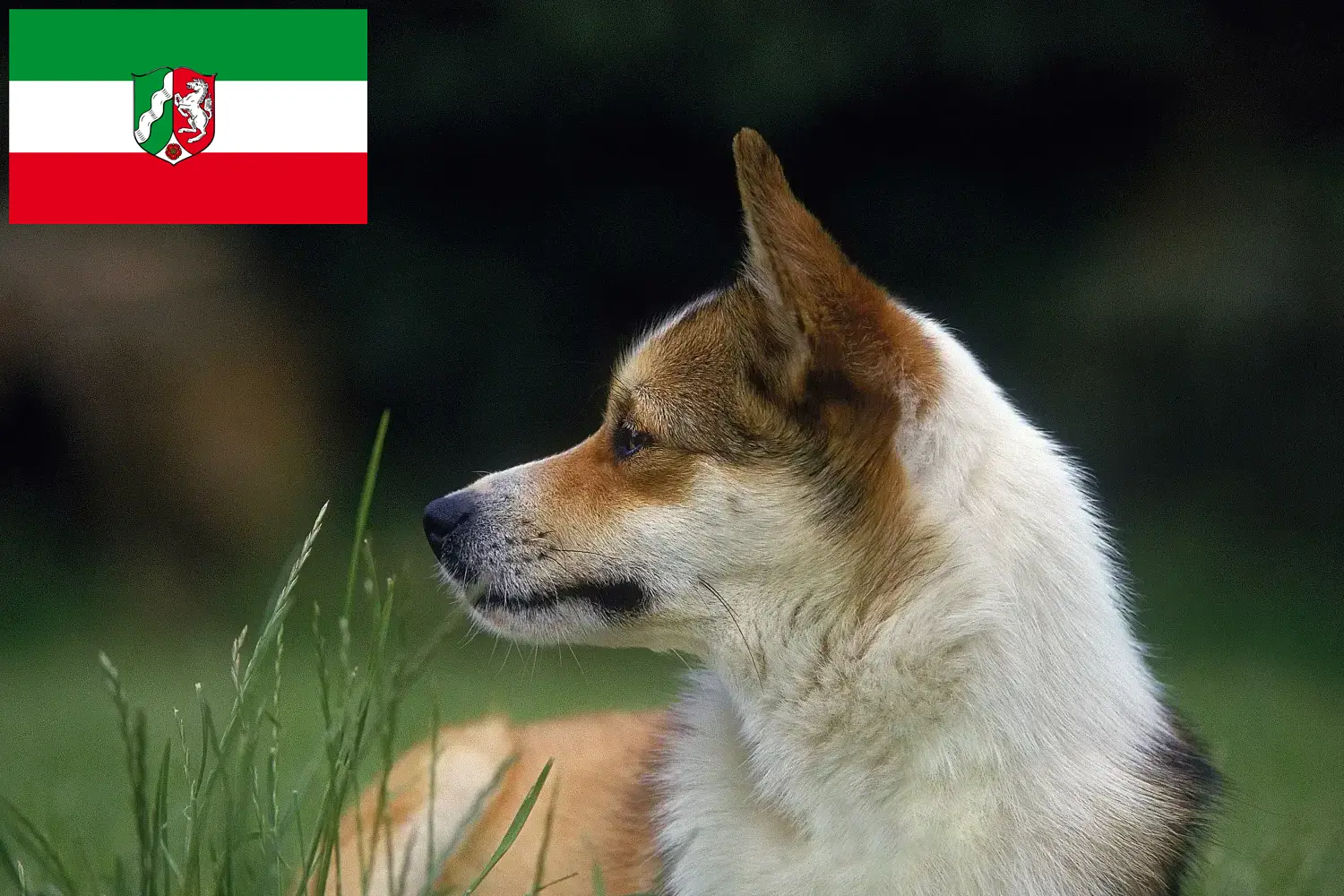 Read more about the article Kuzey Ren-Vestfalya’da Norveçli Lundehund yetiştiricileri ve köpek yavruları