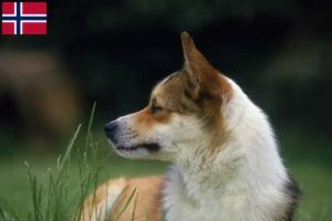 Read more about the article Norveç’te Norveç Lundehund yetiştiricileri ve köpek yavruları