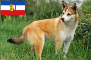 Read more about the article Schleswig-Holstein’da Norveçli Lundehund yetiştiricileri ve köpek yavruları