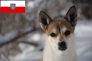 Read more about the article Thüringen’deki Norveçli Lundehund yetiştiricileri ve köpek yavruları